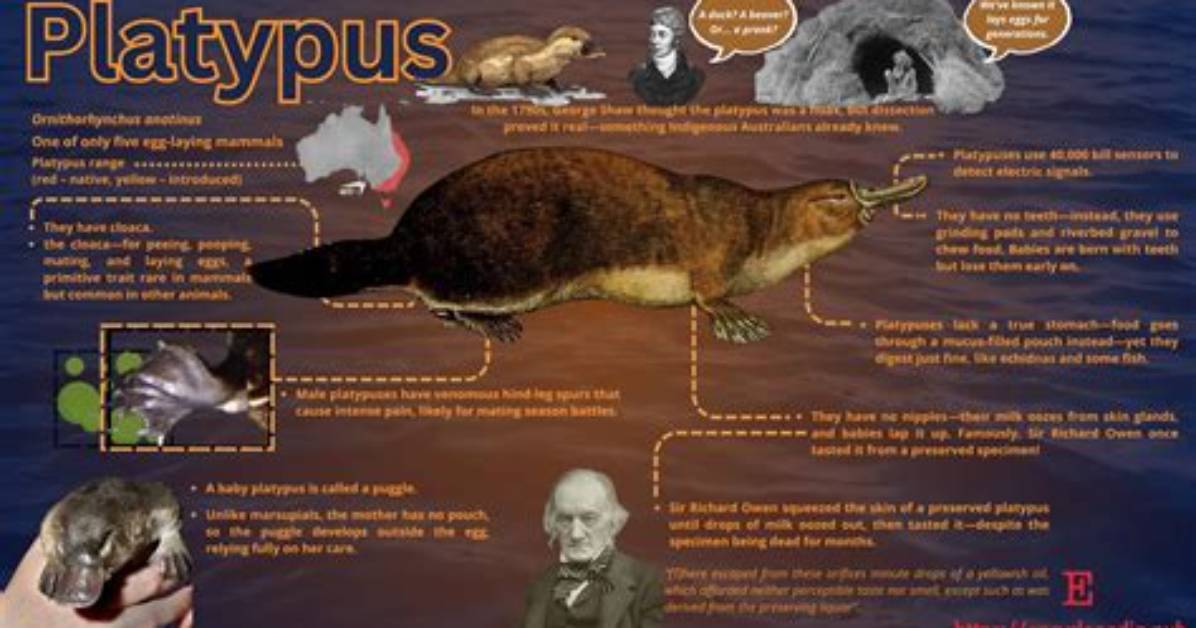 Are Platypus Warm Blooded?