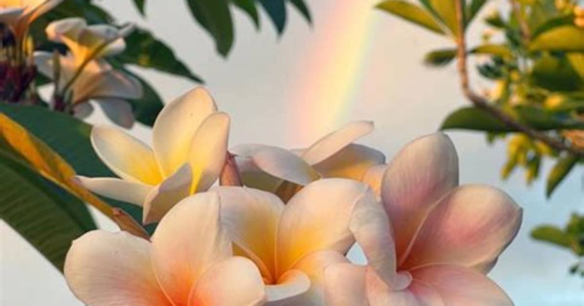Are Plumerias Good Luck