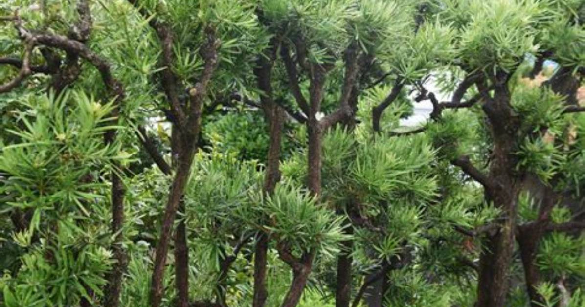 Are Podocarpus Trees Messy