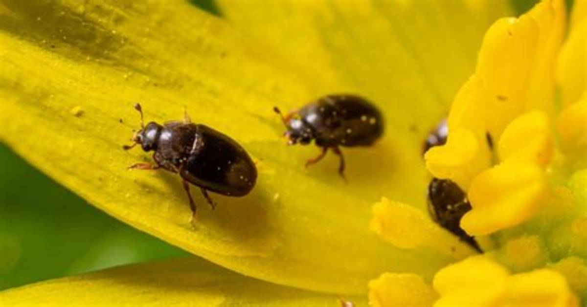 Are Pollen Beetles Harmful