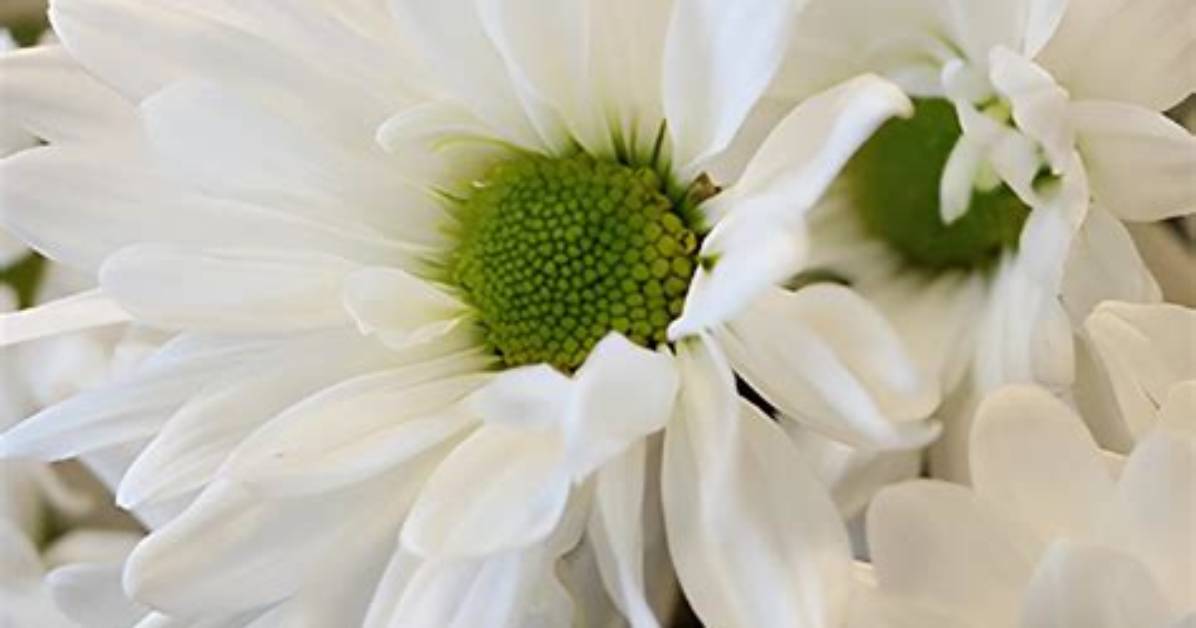 Are Poms Daisies