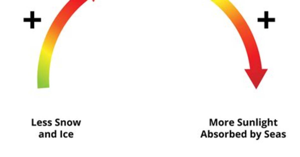 Are Positive Feedback Loop?