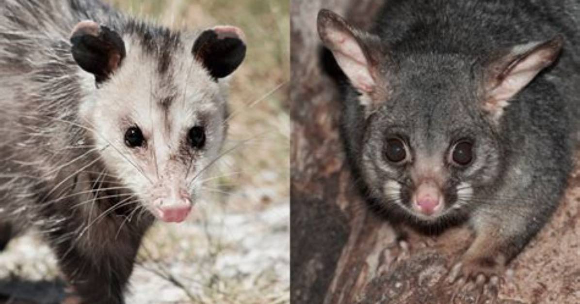 Are Possums and Opossums the Same?