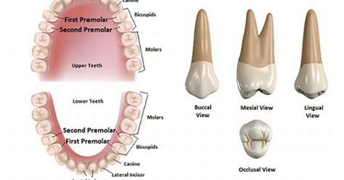 Are Premolars and Bicuspids the Same?