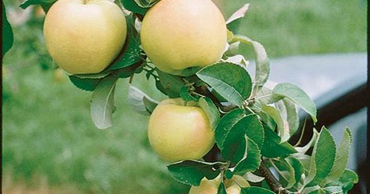 Are Pristine Apples Good?