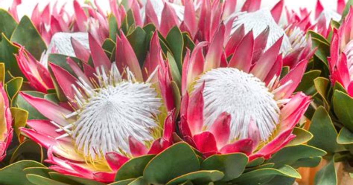 Are Proteas Poisonous