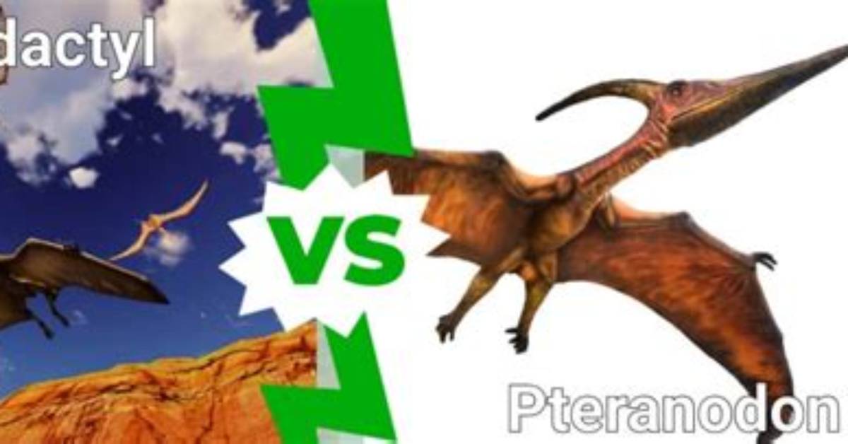 Are Pteranodon and Pterodactyl the Same Thing?