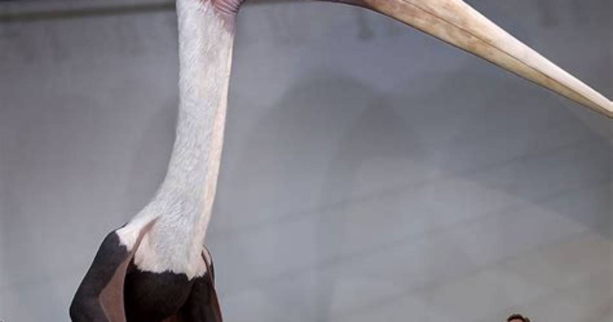 Are Pterosaurs Still Alive?