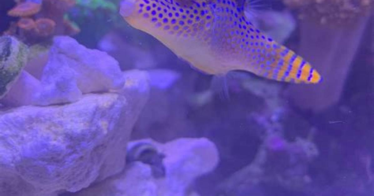 Are Puffers Reef Safe?