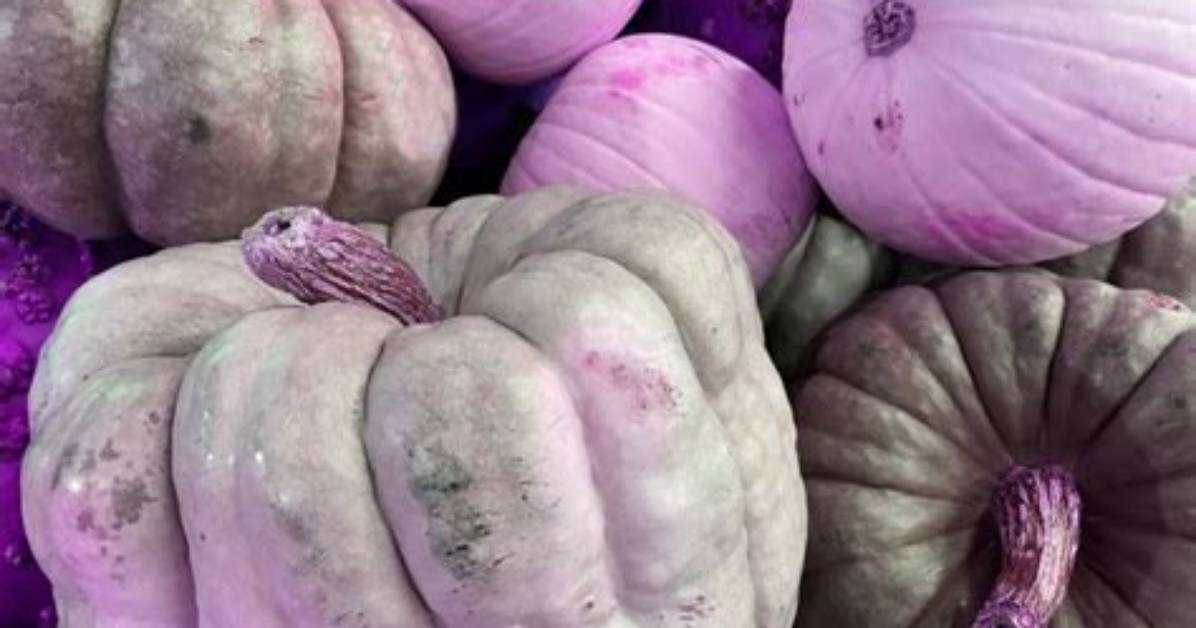 Are Purple Pumpkins Real? | Contextresponse. Com