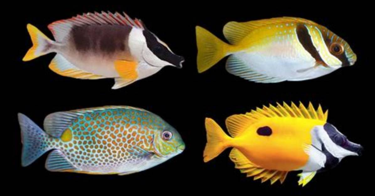 Are Rabbitfish Reef Safe?