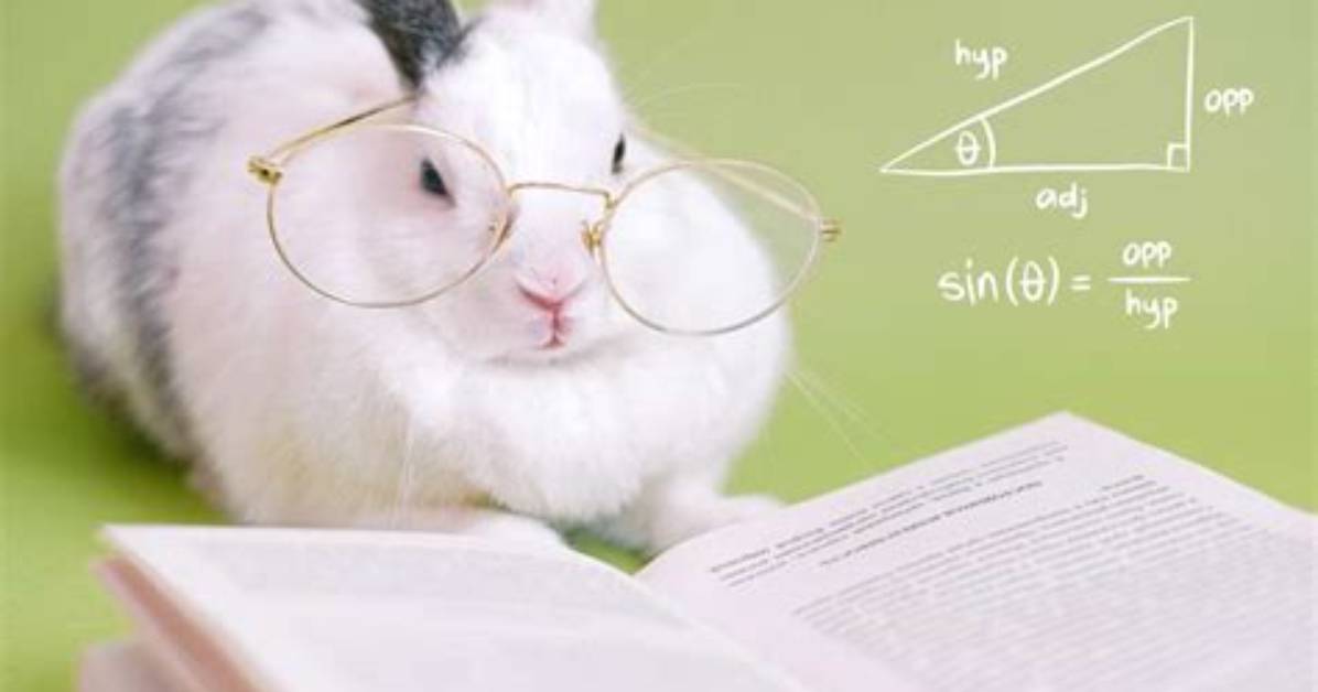 Are Rabbits Smart