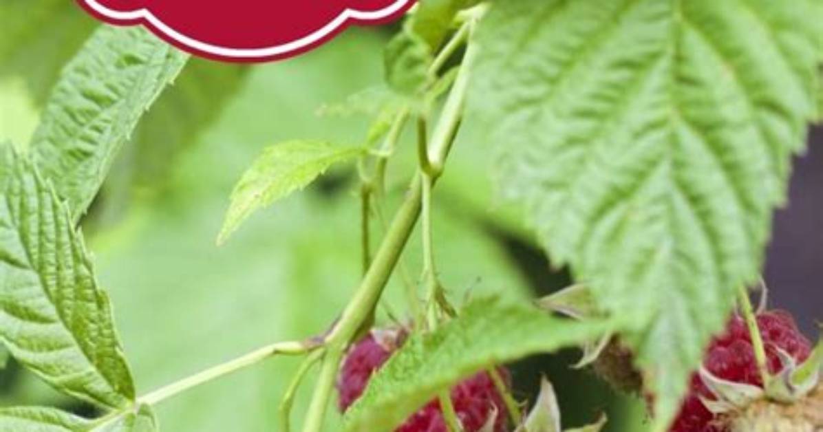 Are Raspberry Leaves Edible