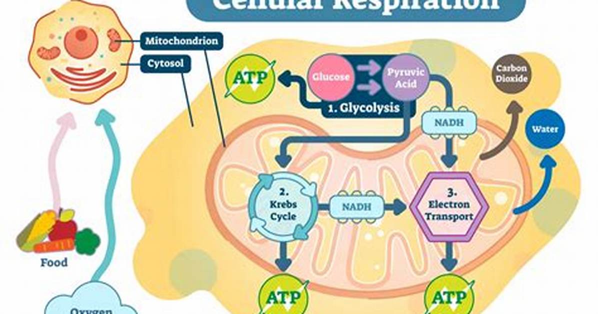 Are Reactants in the Process of Cellular Respiration?