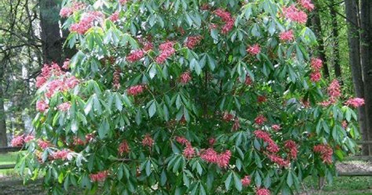 Are Red Buckeye Trees Messy