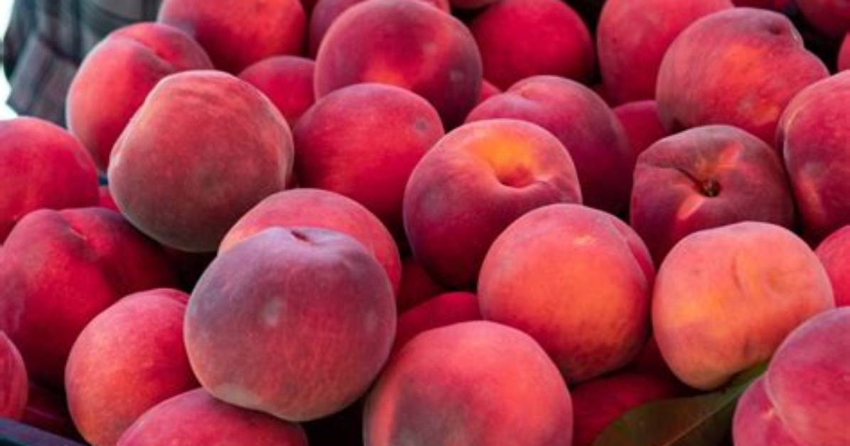 Are Red Haven Peaches Freestone