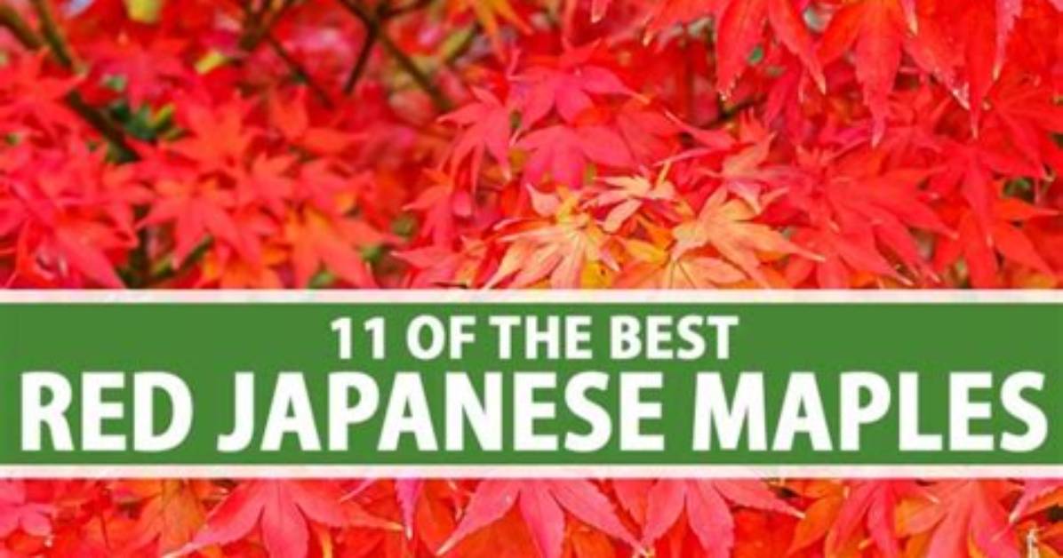 Are Red Maples Always Red