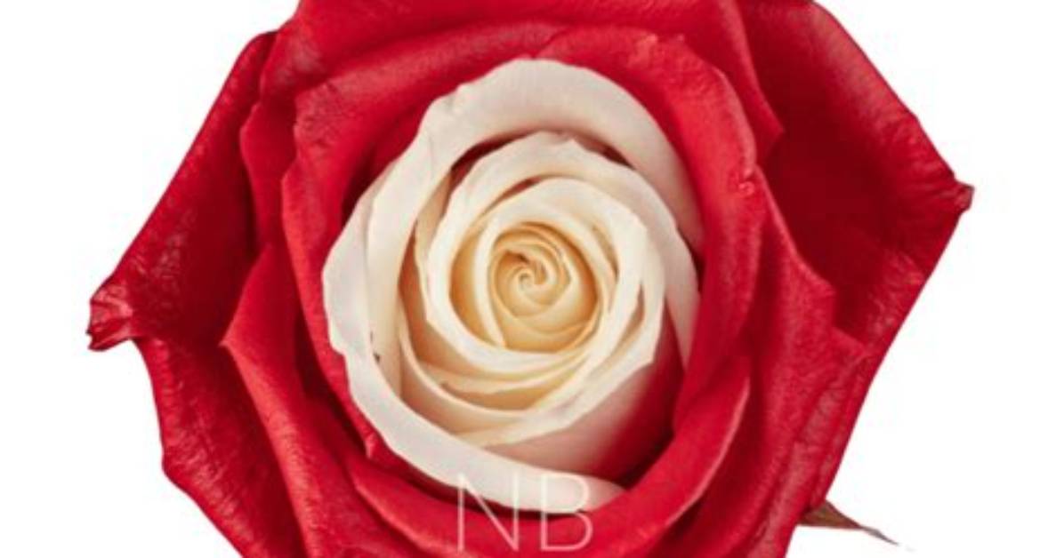 Are Red Roses Dyed?