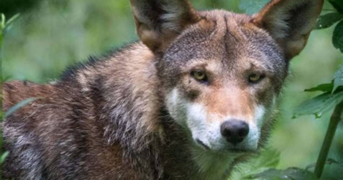 Are Red Wolves Red?