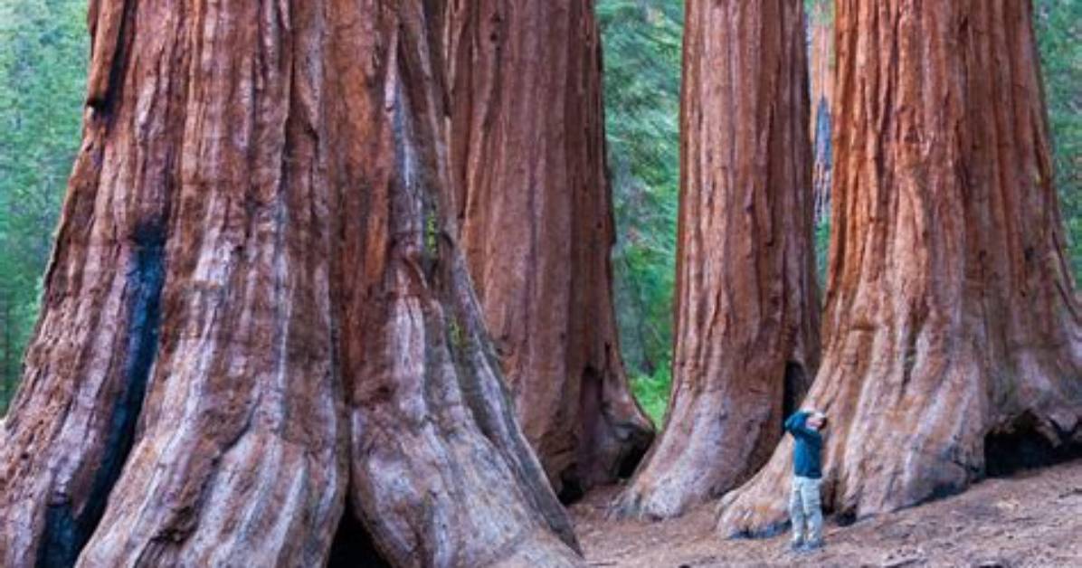 Are Redwood Trees Red