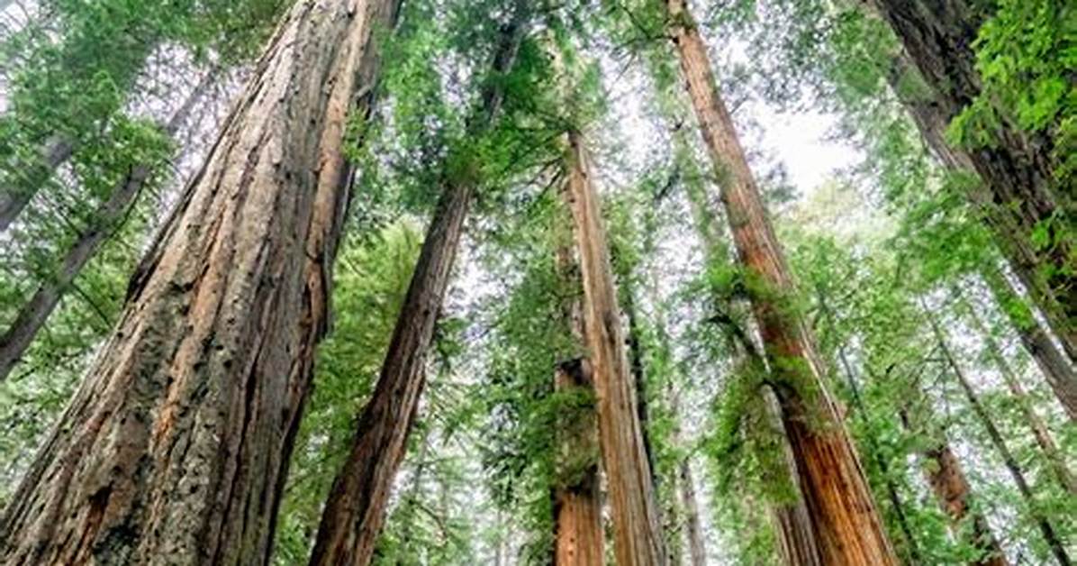 Are Redwoods Strong