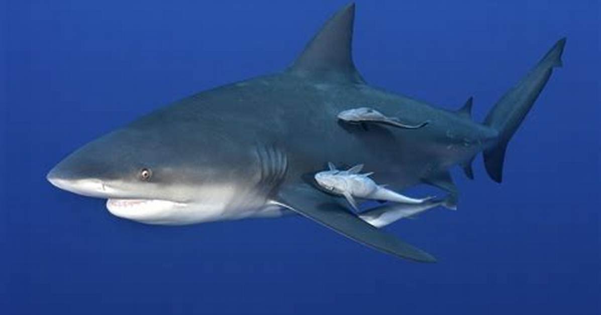 Are Remoras Endangered