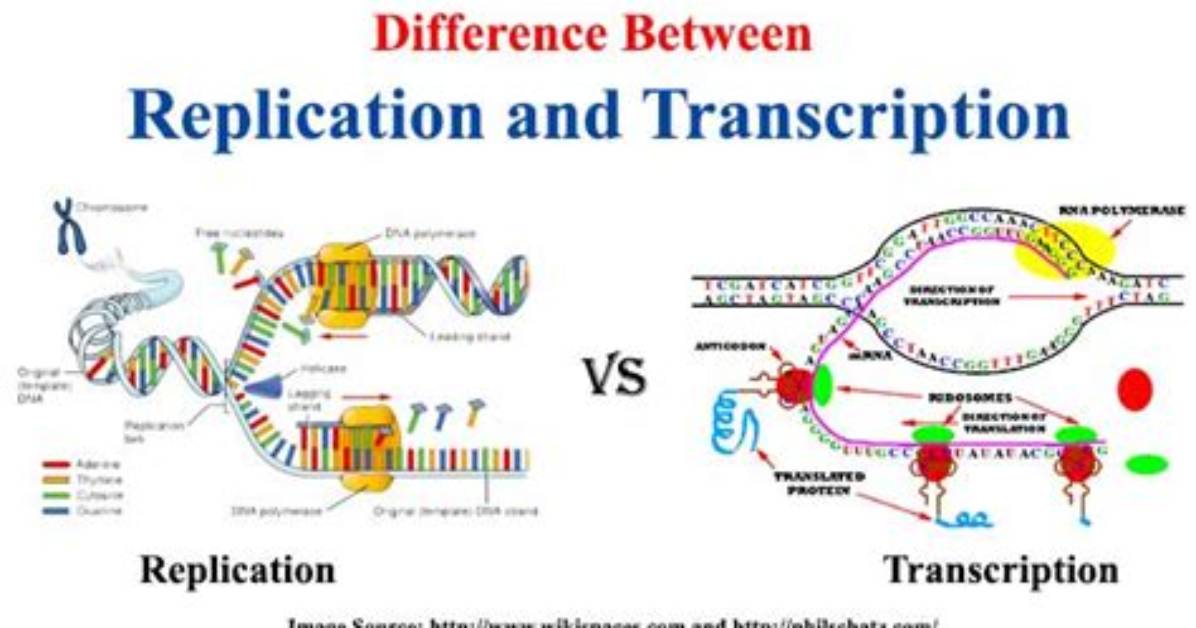 Are Replication and Transcription the Same?
