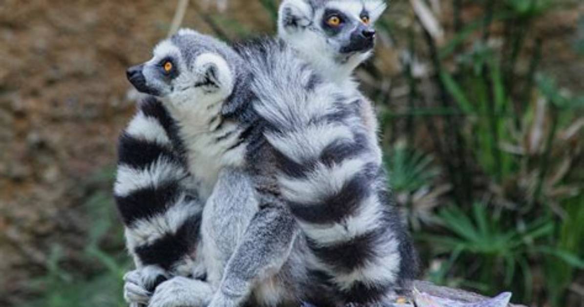 Are Ring Tailed Lemur Endangered?