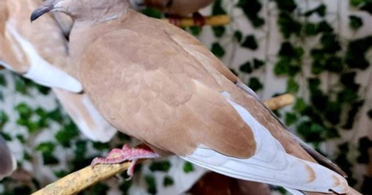 Are Ringneck Doves Protected?