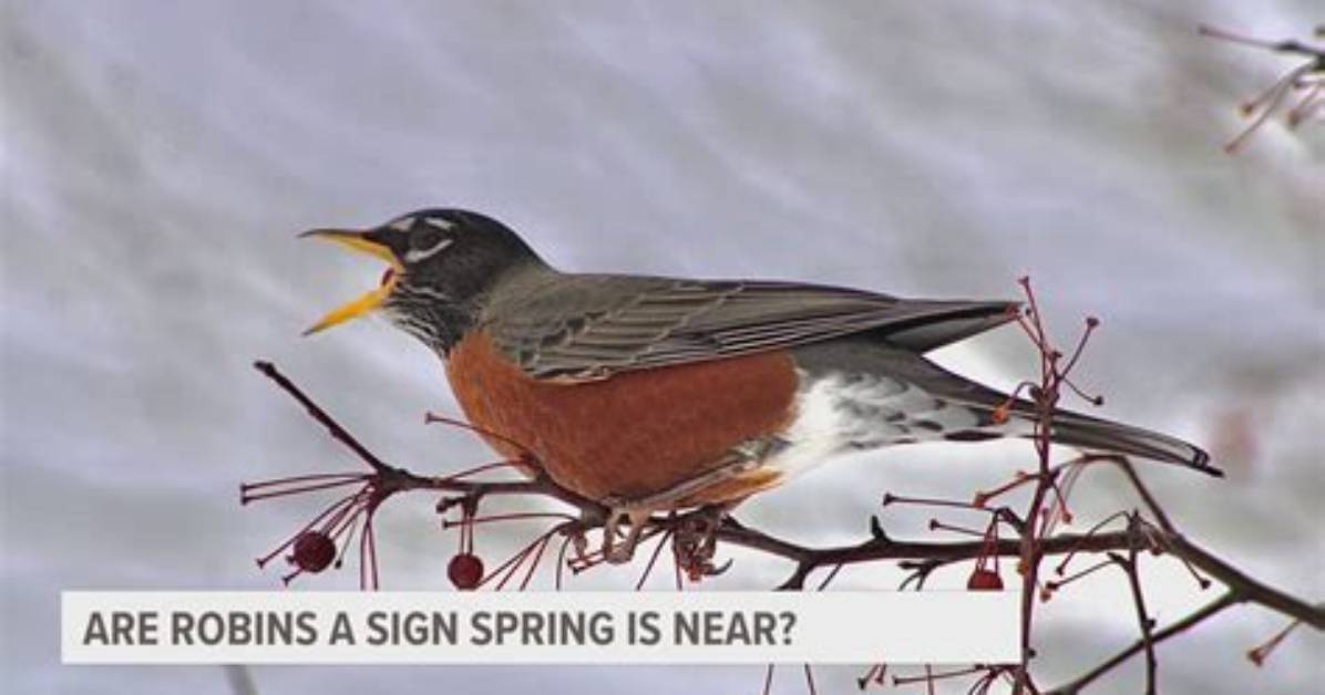 Are Robins a Sign?
