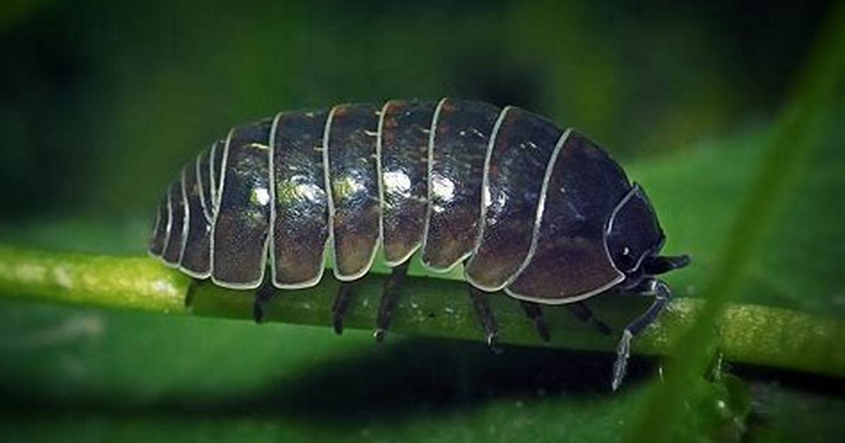 Are Roly Polys Blind