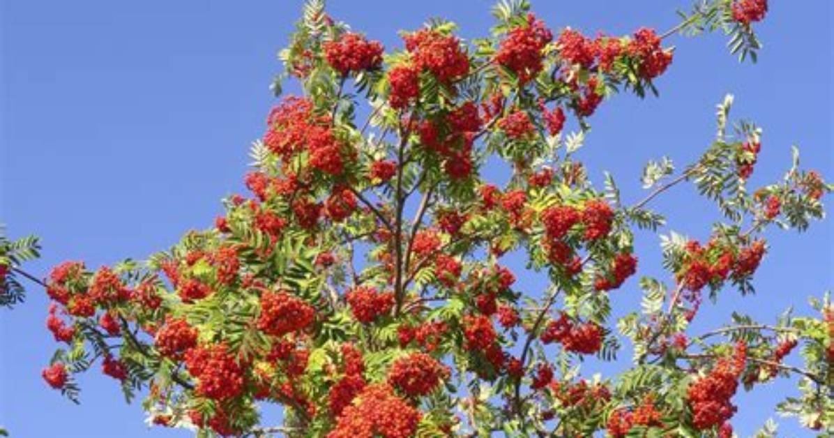 Are Rowan Trees Lucky