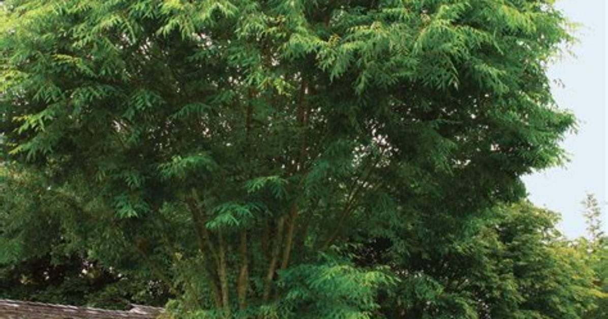 Are Rubber Trees Fast Growing?