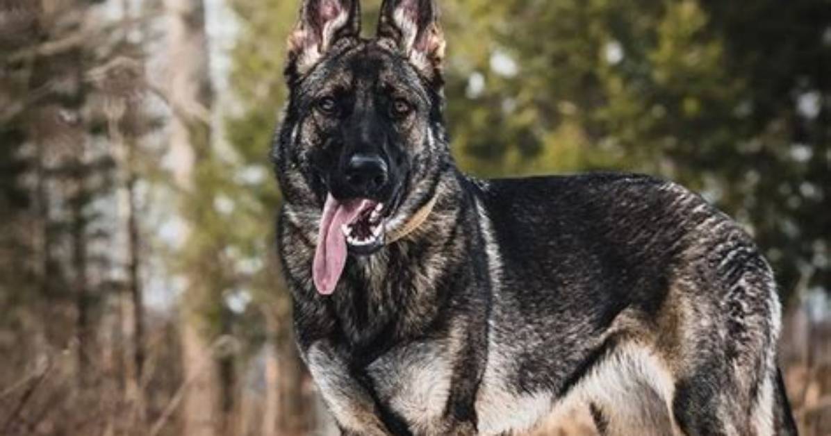 Are Sable German Shepherds Better?