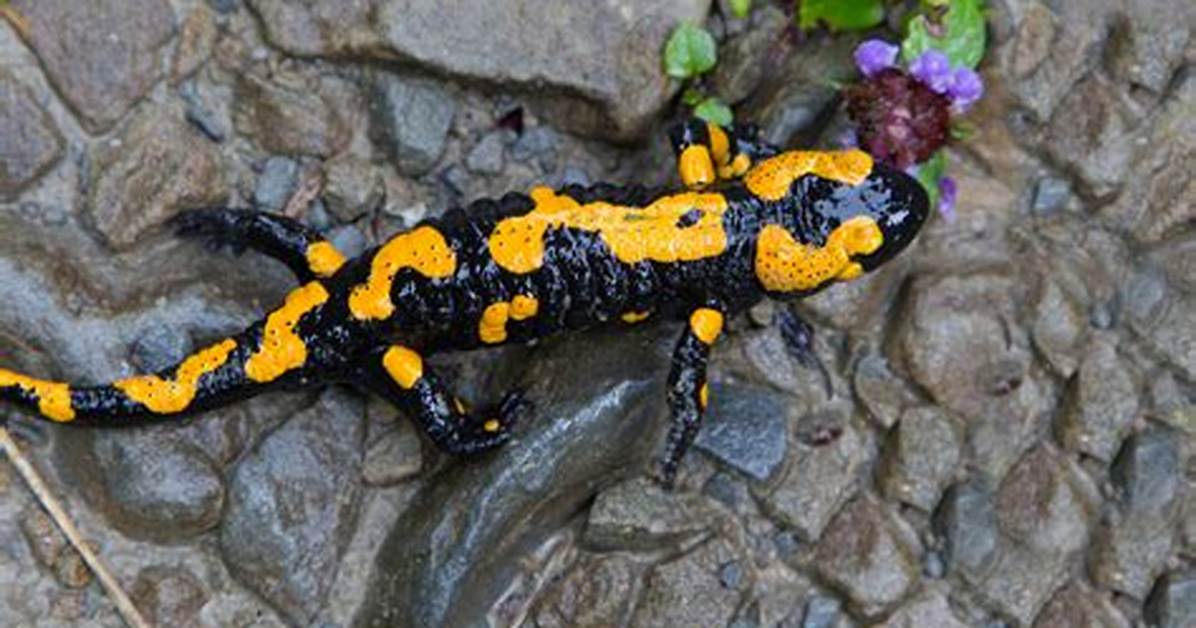 Are Salamanders Amphibians