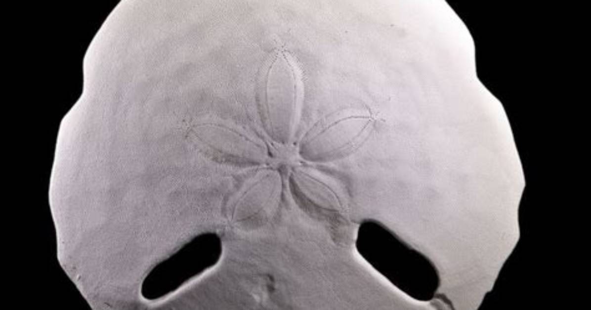 Are Sand Dollars Extinct?
