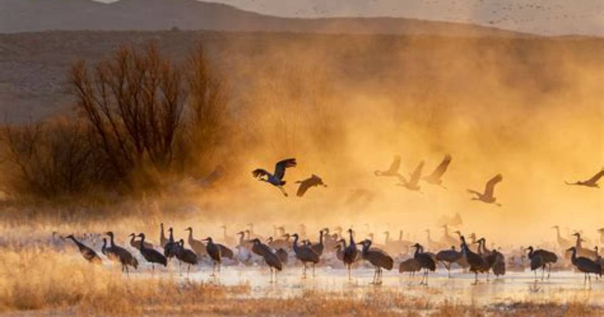 Are Sandhill Cranes Destructive?