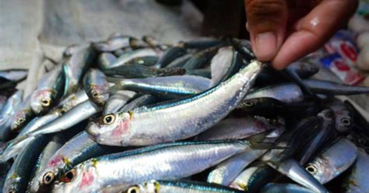 Are Sardines Overfished