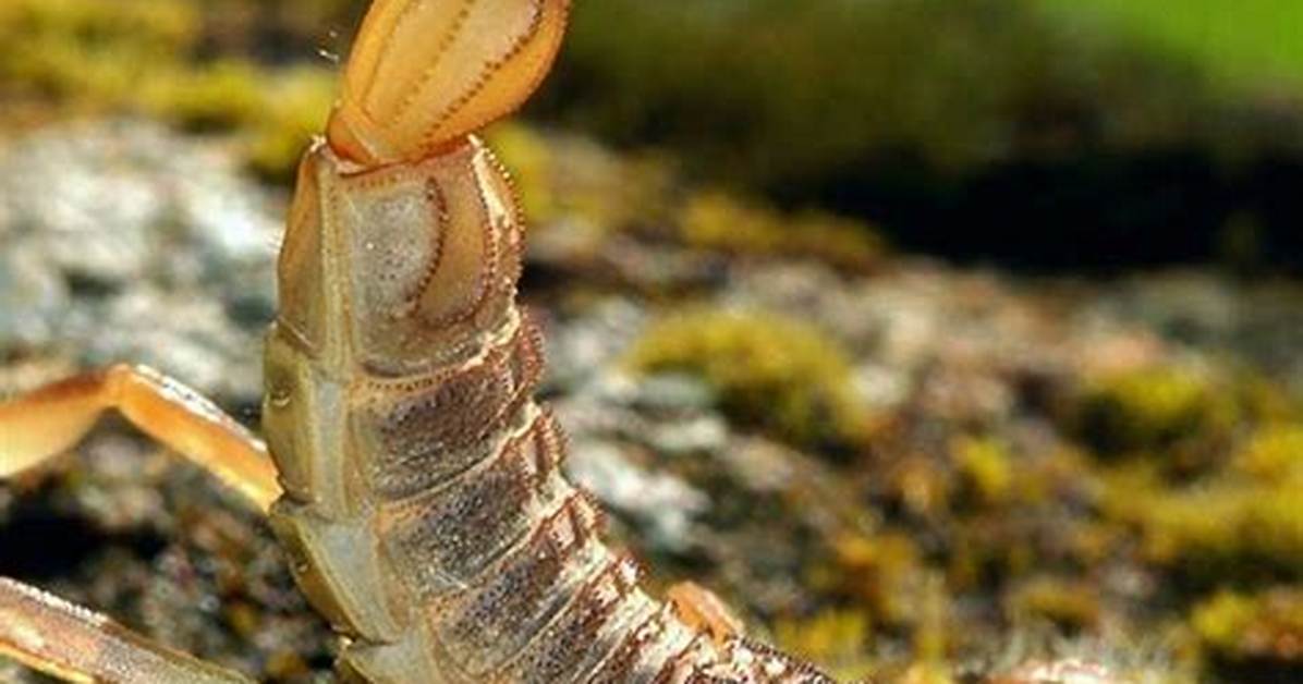 Are Scorpions Insects