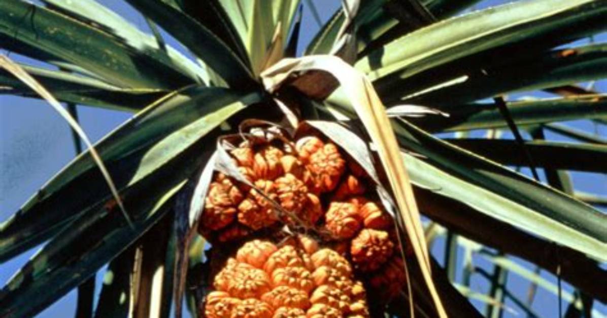 Are Screw Pine Edible?