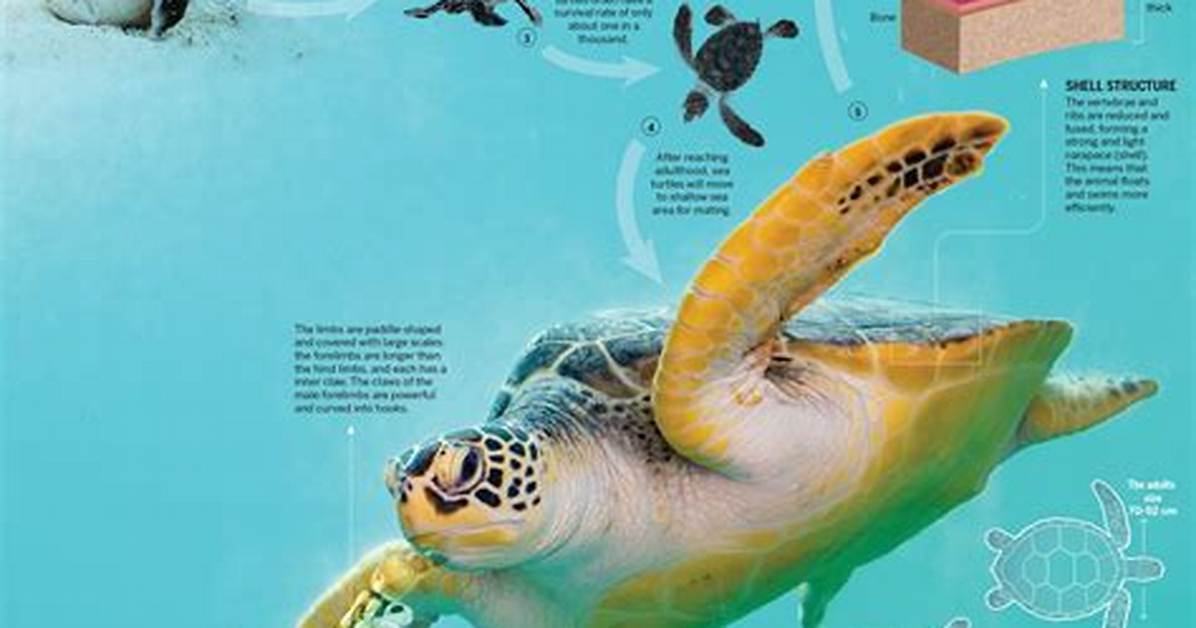 Are Sea Turtles Protected