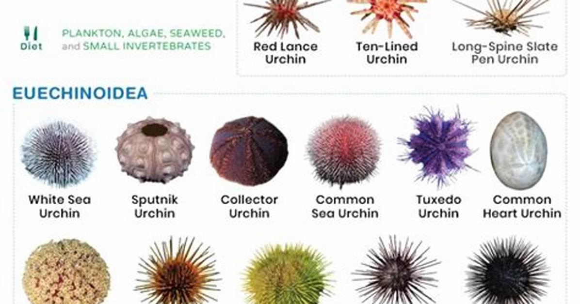 Are Sea Urchins Common