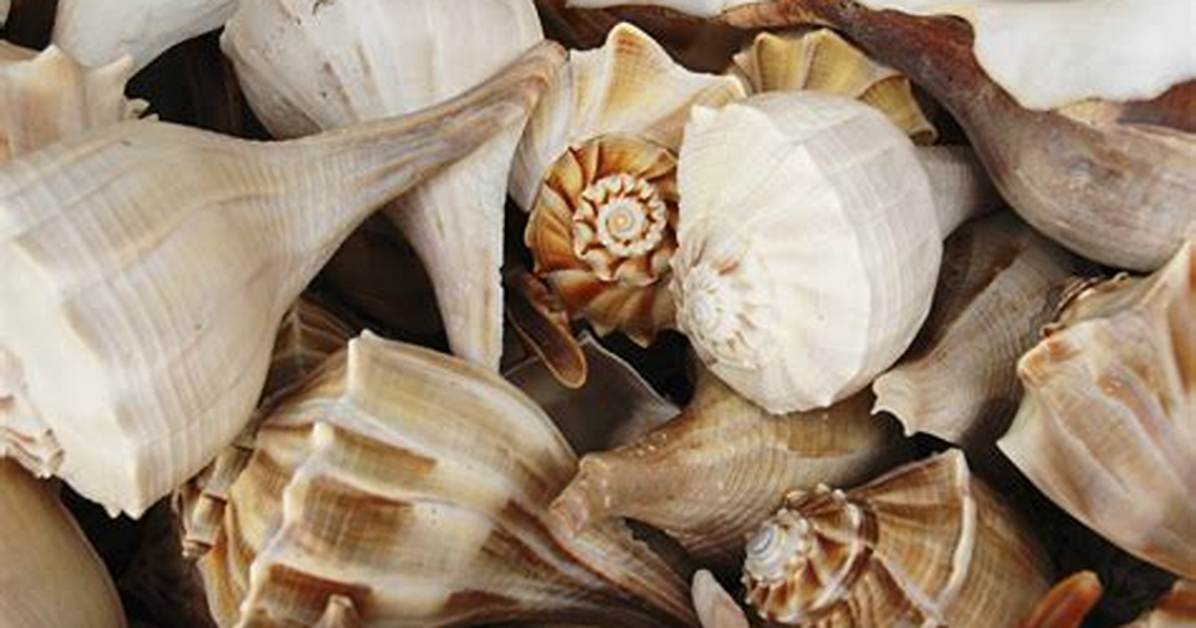 Are Seashells Invertebrates