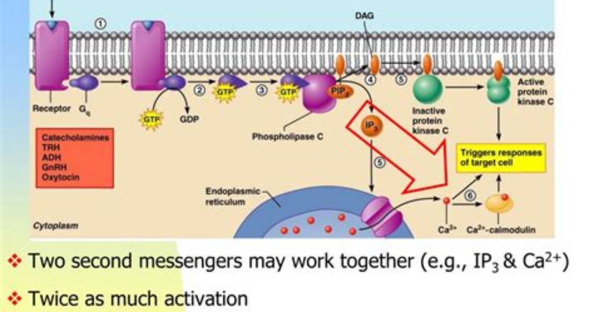 Are Second Messengers Proteins