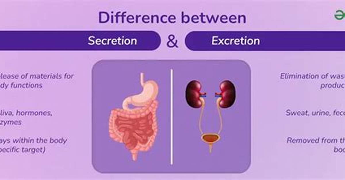 Are Secrete and Excrete Difference?