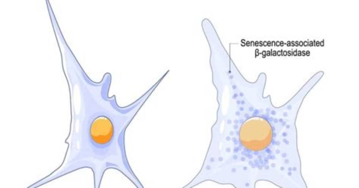 Are Senescent Cells Dead?