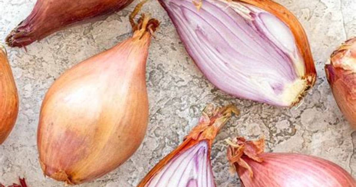 Are Shallots Spring Onions?