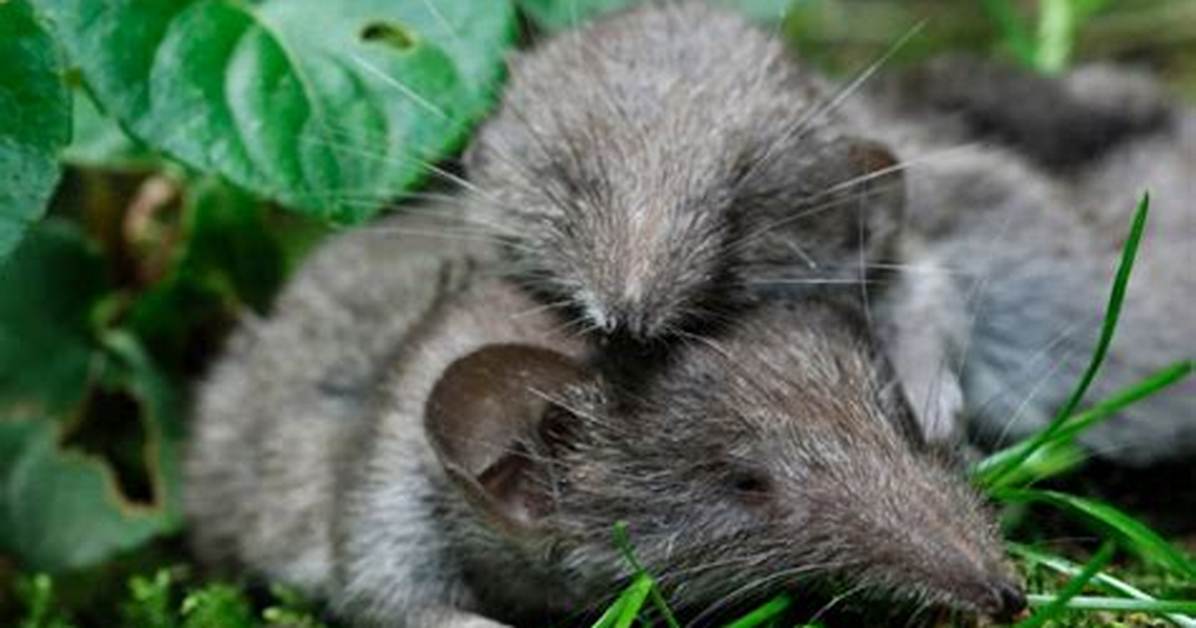 Are Shrews Dangerous