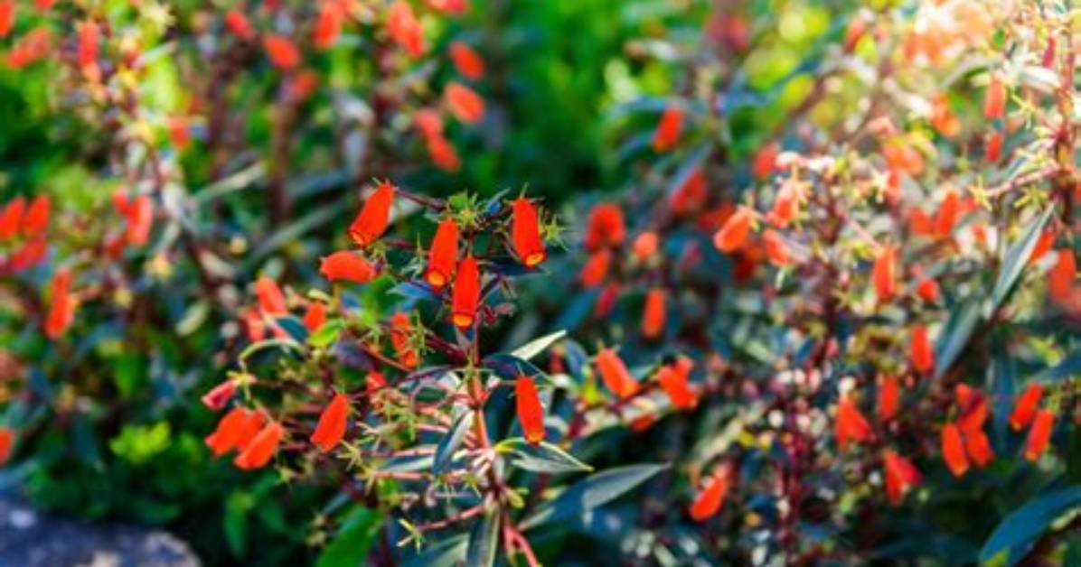 Are Shrubs Fire-Resistant