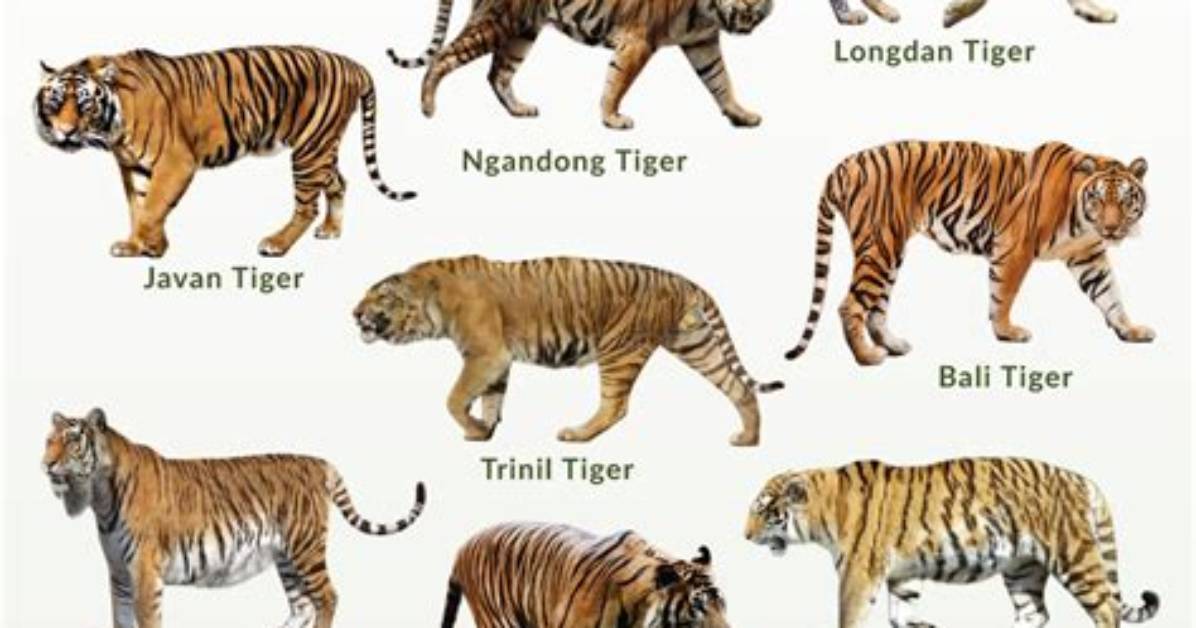Are Siberian Tigers Extinct?